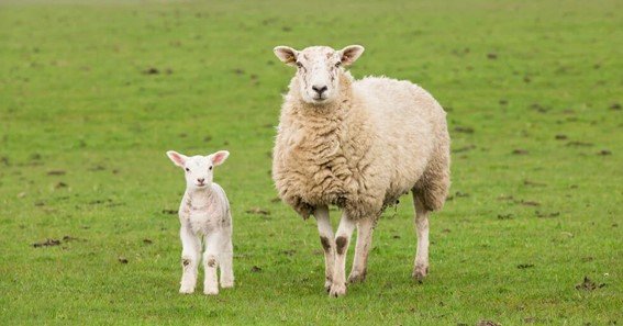 Difference between sheep and lamb