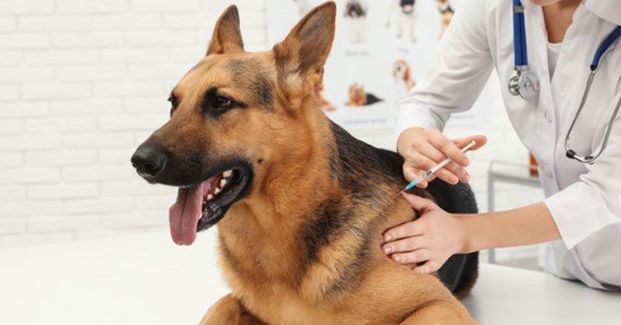 How often do dogs need rabies shots