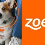 zoetis login