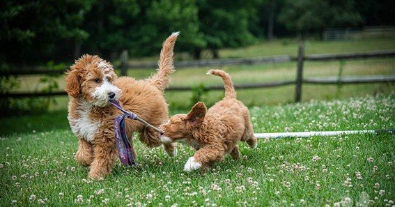 Effective Obedience Training Techniques for Your Goldendoodle