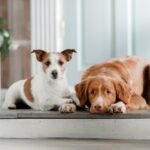 How CBD Can Improve Your Dog's Life Quality