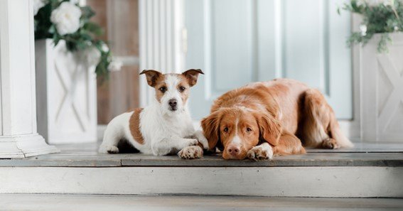 How CBD Can Improve Your Dog's Life Quality